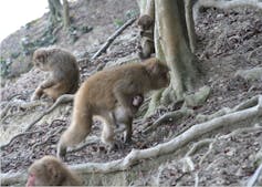 Los macacos salvajes no abandonan a los bebés. Entonces, ¿por qué es la madre de Punch? 1 Una madre macaco japonés lleva a su hijo de un año gravemente dañado a una colina en el Centro de Monos Awajishima.