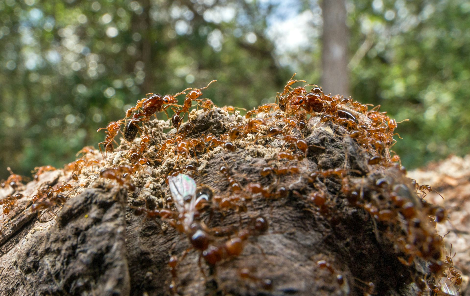 Is Australia’s scorched earth baiting program actually paving the way for fire ant invasion?