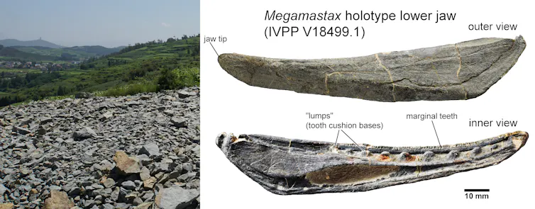 A photo of a field of loose stones in front of green hills next to an image of a jaw bone.