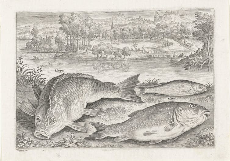 A 16th century engraving of carp.