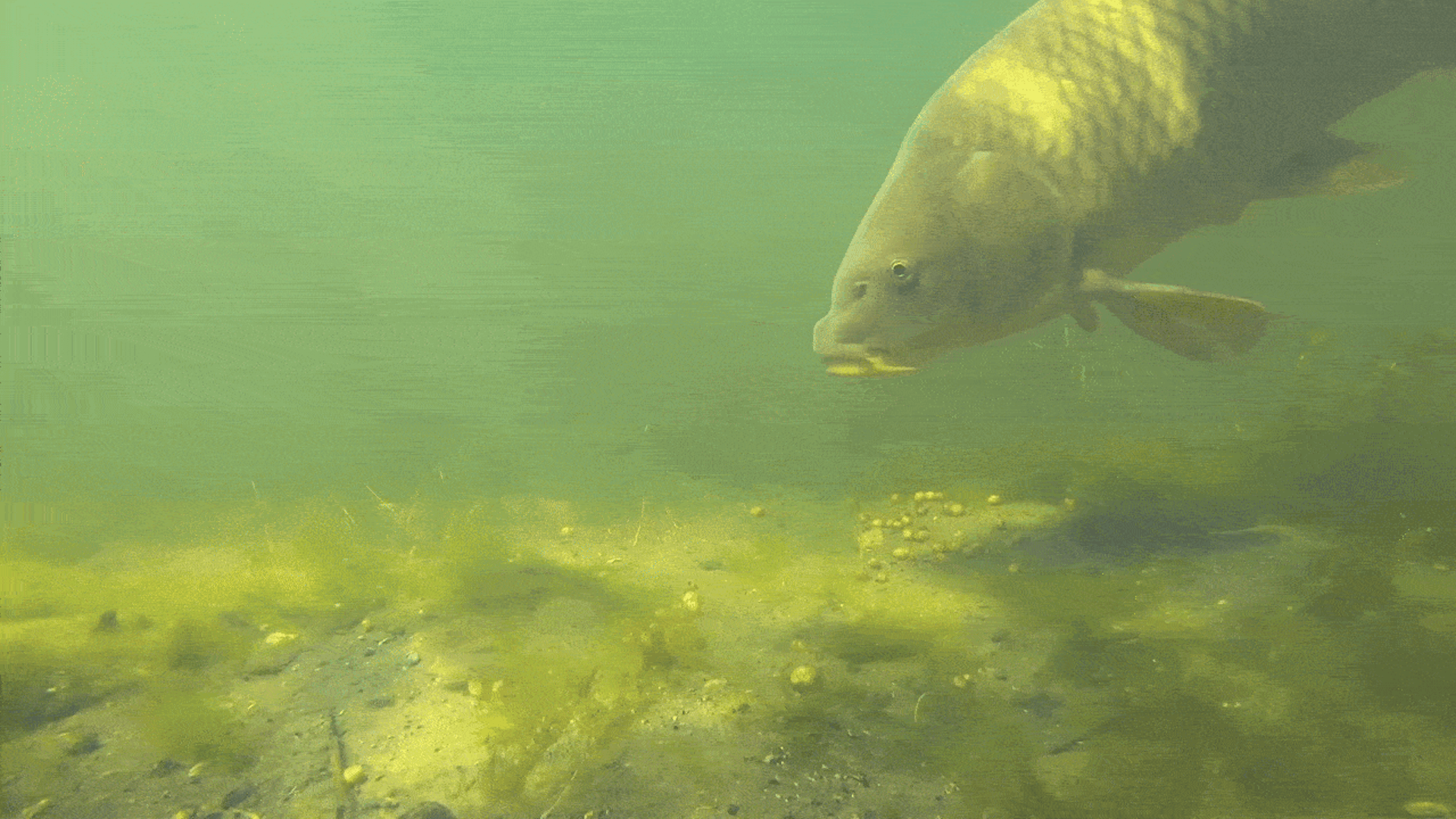 Australians scorn this fish once adored by monks and kings