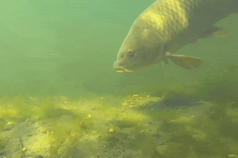 A carp eating from a river bed.