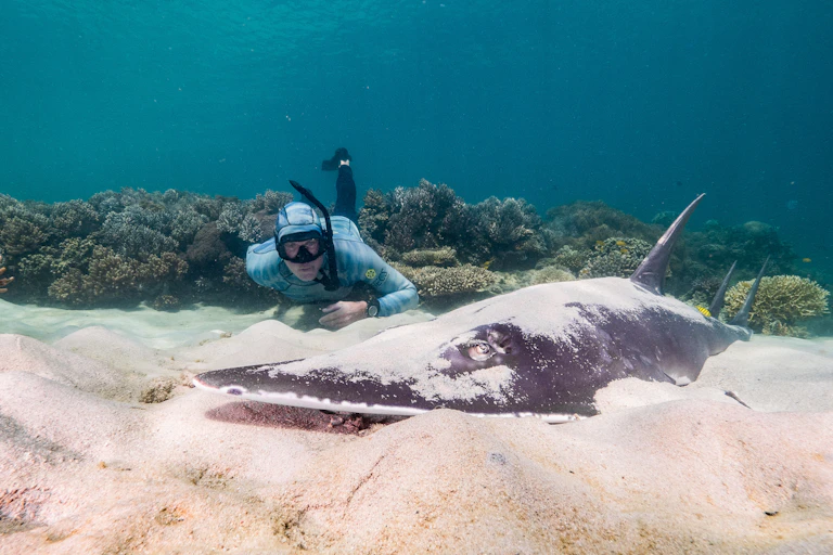 snorkeller watching shovel-nosed shark on ocean floor, coral in background.