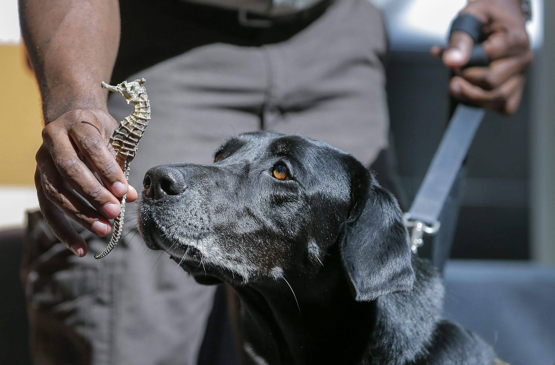 A detection dog sniffing a dried seahorse. 