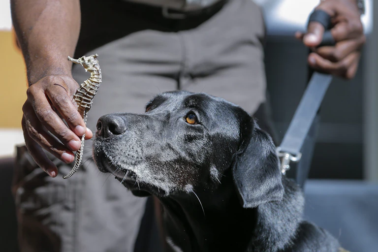 A detection dog sniffing a dried seahorse.