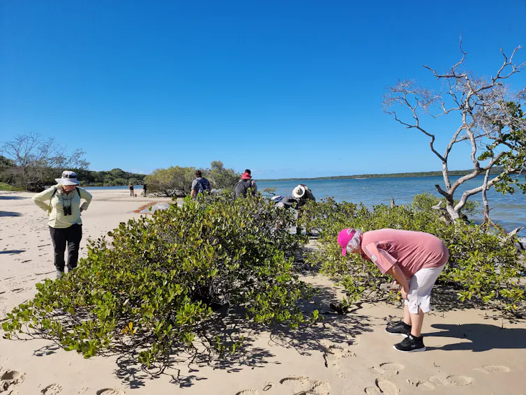 several people look closely at plants on the foreshore.
