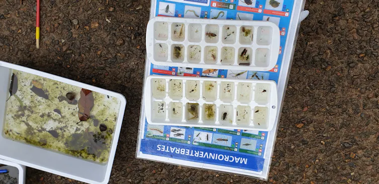 a collection of living aquatic bugs and chart to verify, citizen science.