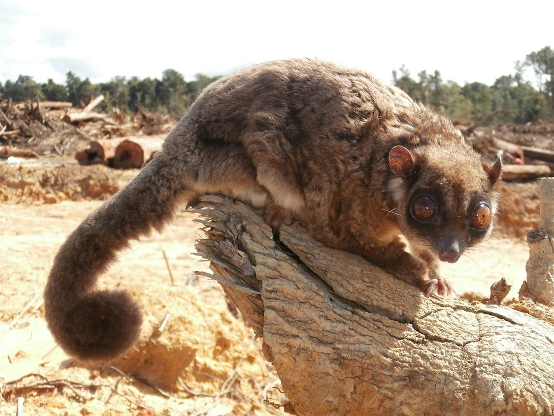 Meet ‘Tous’ — an entirely new genus of mammal we identified. Here’s why it’s so exciting