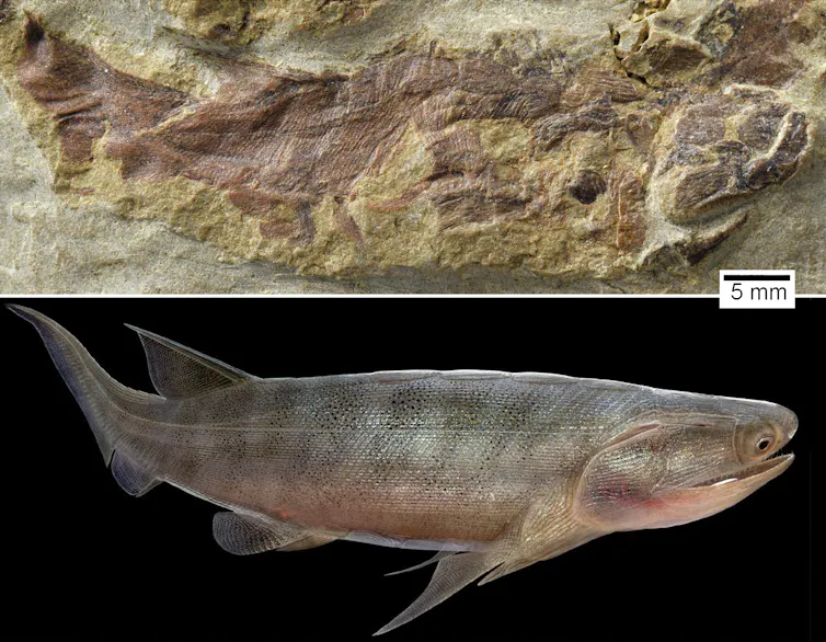 An image of a fish fossil embedded in stone above an image of a reconstructed fish.
