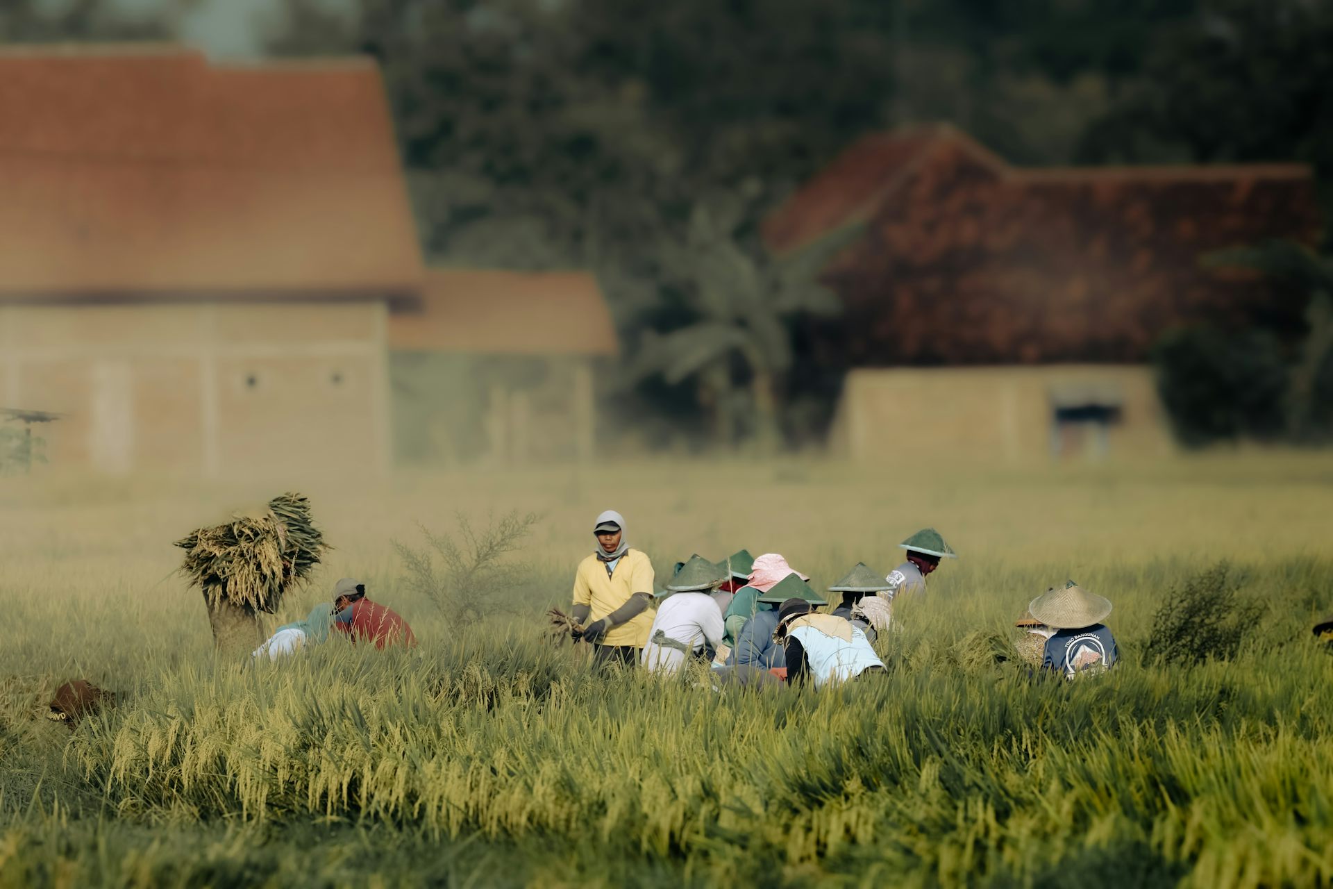 Ibarat bom waktu di sawah: Mengapa pupuk dan pestisida bukan jawaban mengatasi dampak perubahan iklim