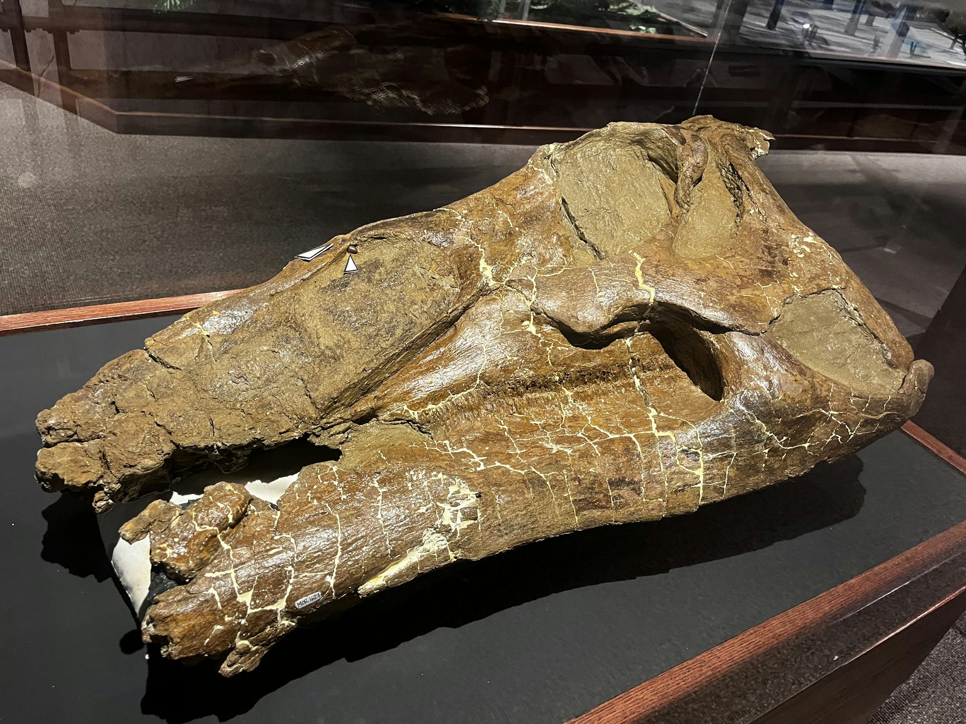 cráneo de dinosaurio sobre la mesa