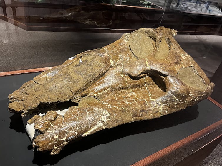 cráneo de dinosaurio sobre la mesa