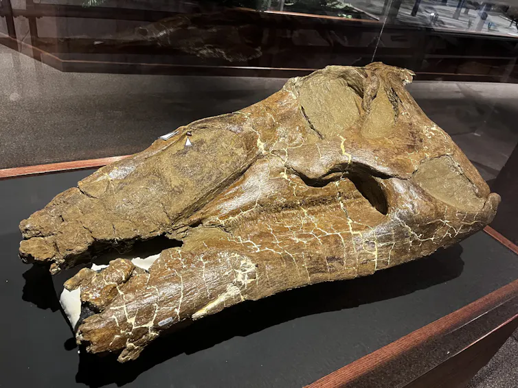 a dinosaur skull on a table