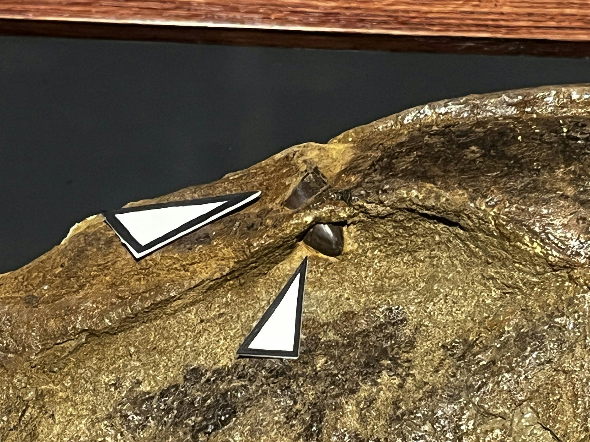 un primer plano de un cráneo con un fragmento de diente clavado en él