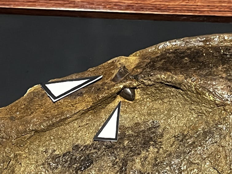 Lo que las marcas de mordeduras en fósiles de dinosaurios nos dicen sobre los hábitos alimenticios de T. El río 1 un primer plano de un cráneo con un fragmento de diente clavado en él