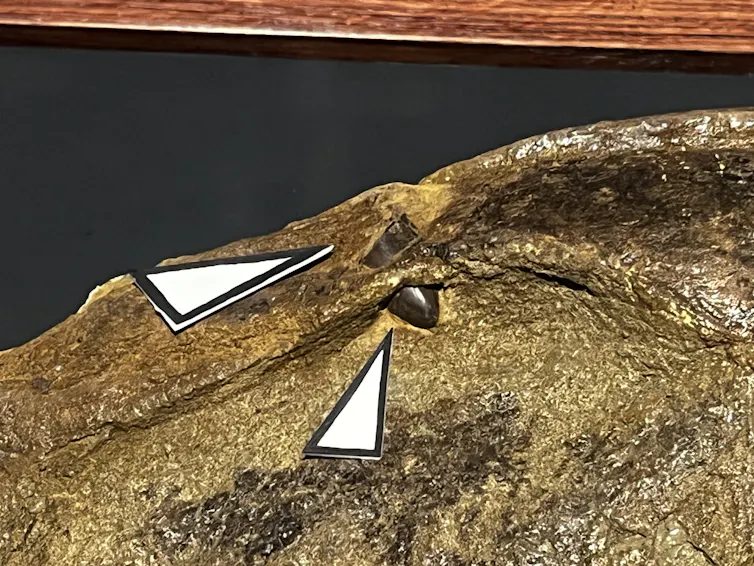 close up of a skull with a tooth fragment lodged in it