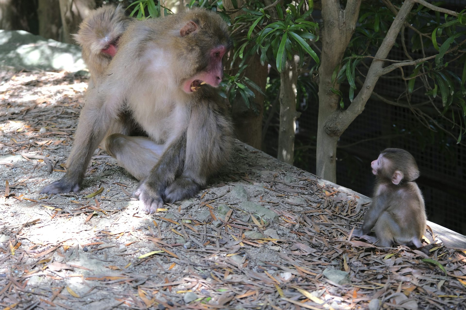 Un macaco japonés macho adulto hace una amenaza con la boca abierta para señalar dominio. El bebé responde con una mueca sumisa de dientes.