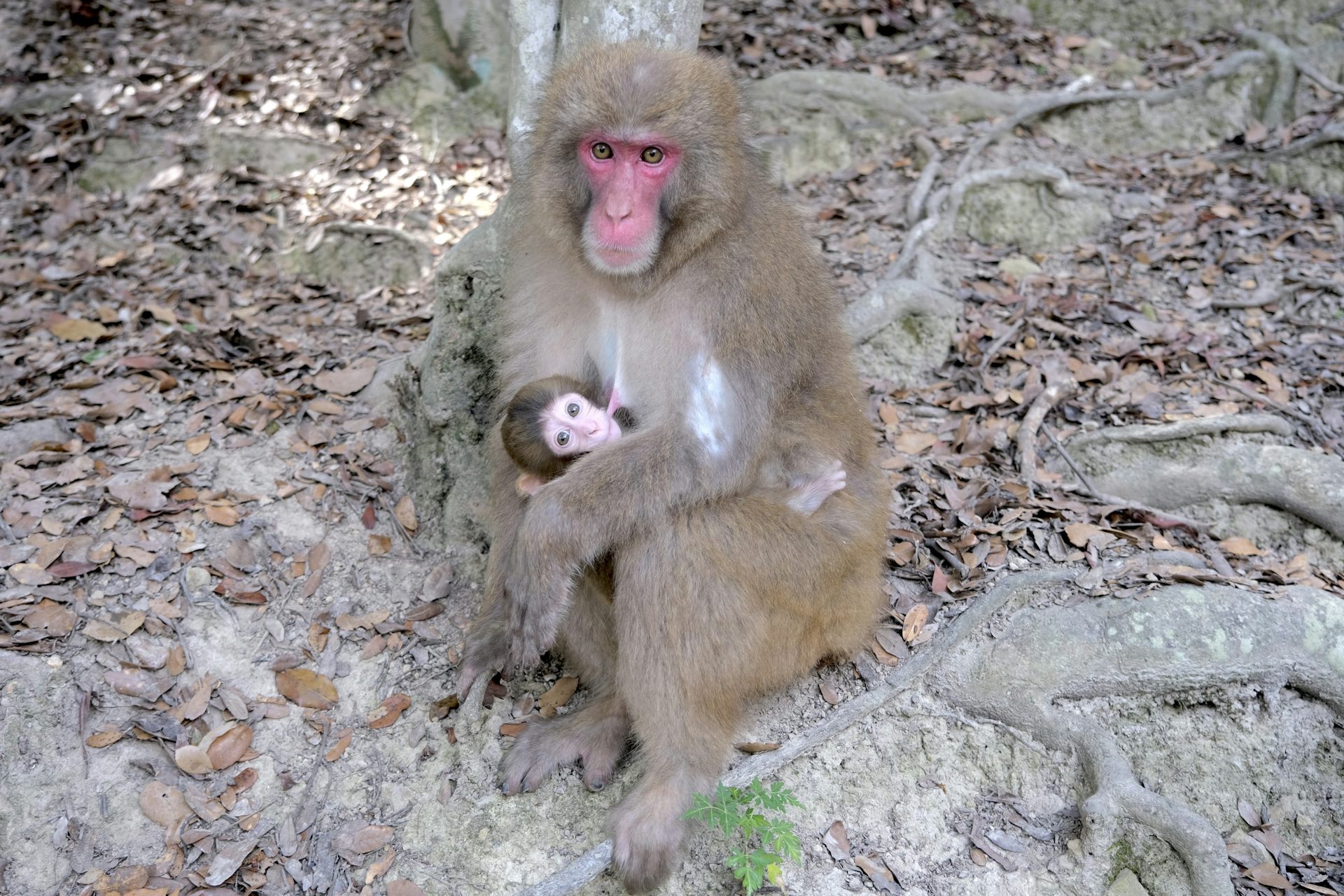 A Japanese macaque nurses a baby macaque