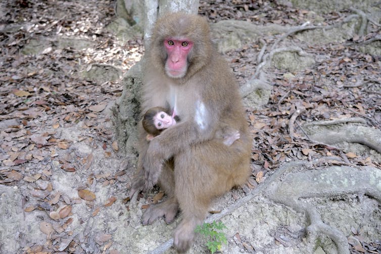 Un macaco japonés amamanta a una cría de macaco