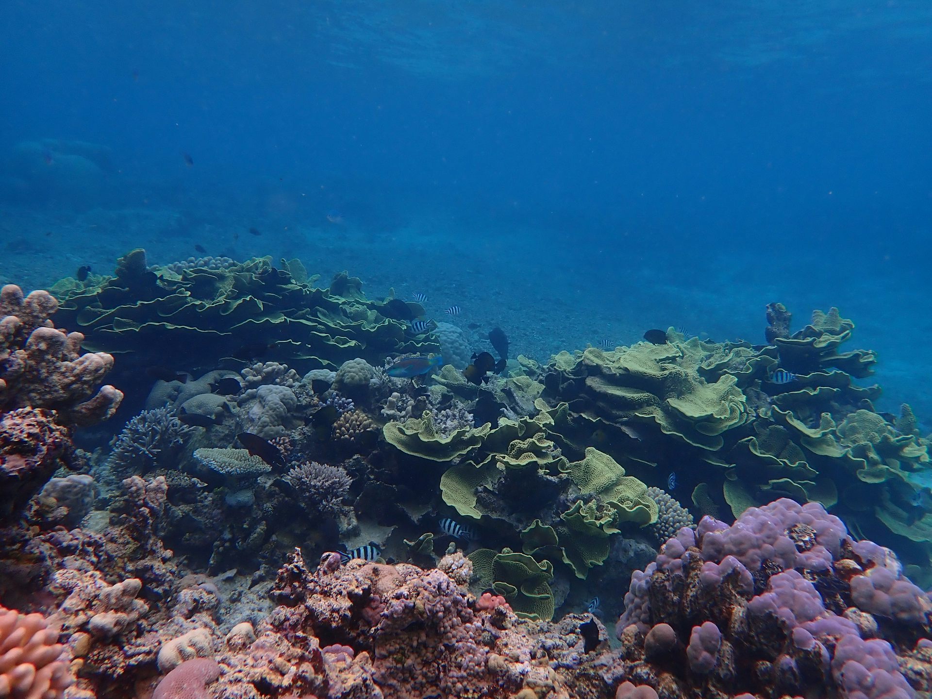 The future remains bleak for corals – but not all reefs are doomed