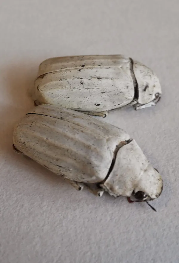 This image has been removed. For security reasons, only images from the local domain are allowed. Image removed.