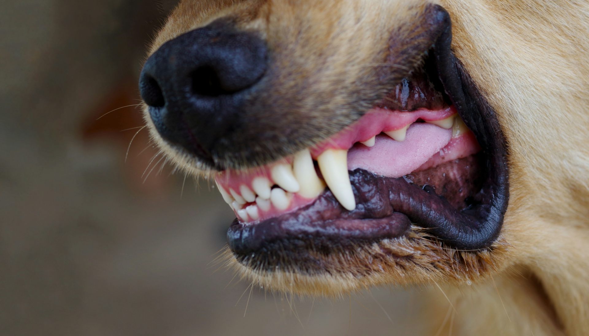 Dog attacks keep happening in NZ. Why hasn’t the law kept up?