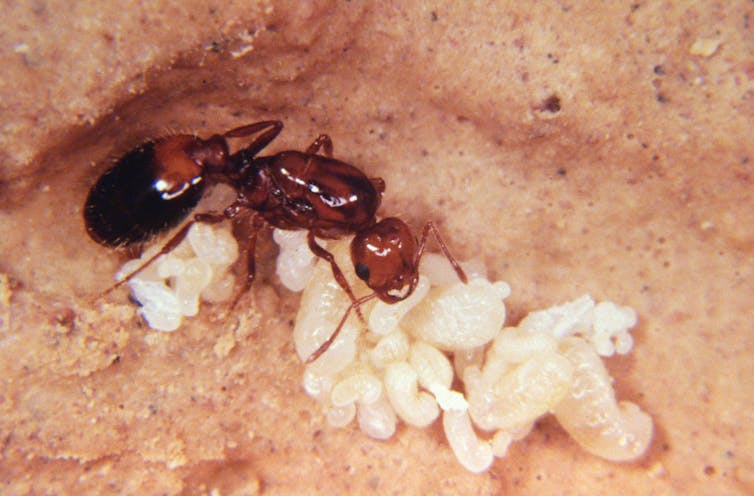 fire ant queen underground with pupae.