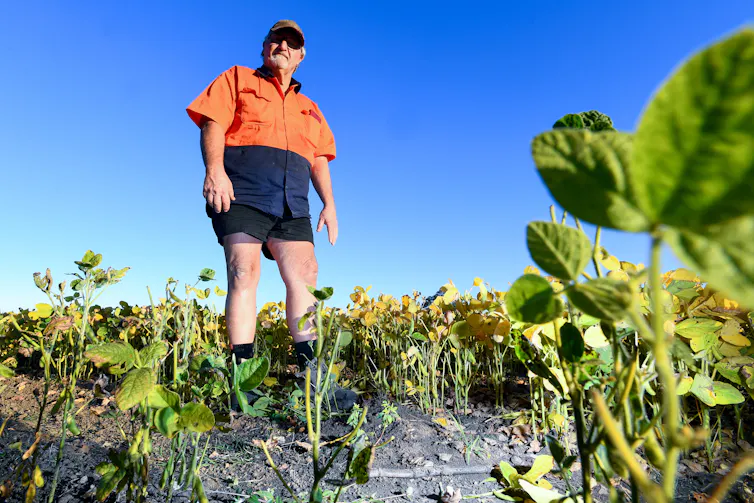 farmer stands next to his crop, pointing to a fire ant nest