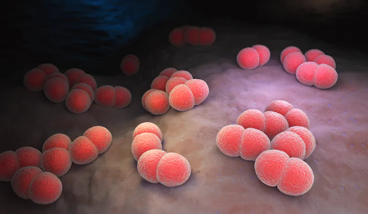 A digital rendering of the Neisseria bacteria.