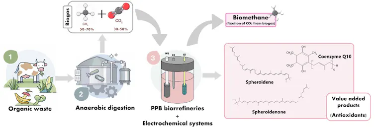 Cómo convertir las bacterias en fábricas de antioxidantes naturales 2 Diagrama de proceso conceptual.