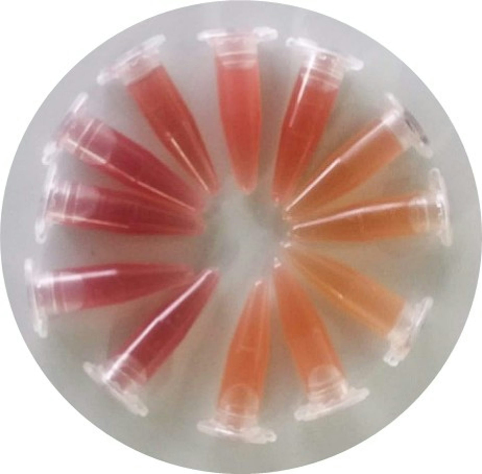Tubos eppendorf con gradiente rojo-anaranjado (carotenoides)