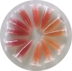 Tubos eppendorf con gradiente rojo-anaranjado (carotenoides)