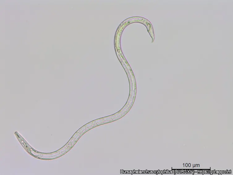 Le N matode Du Pin Un Redoutable Globe trotteur le-n-matode-du-pin-un-redoutable-globe-trotteur