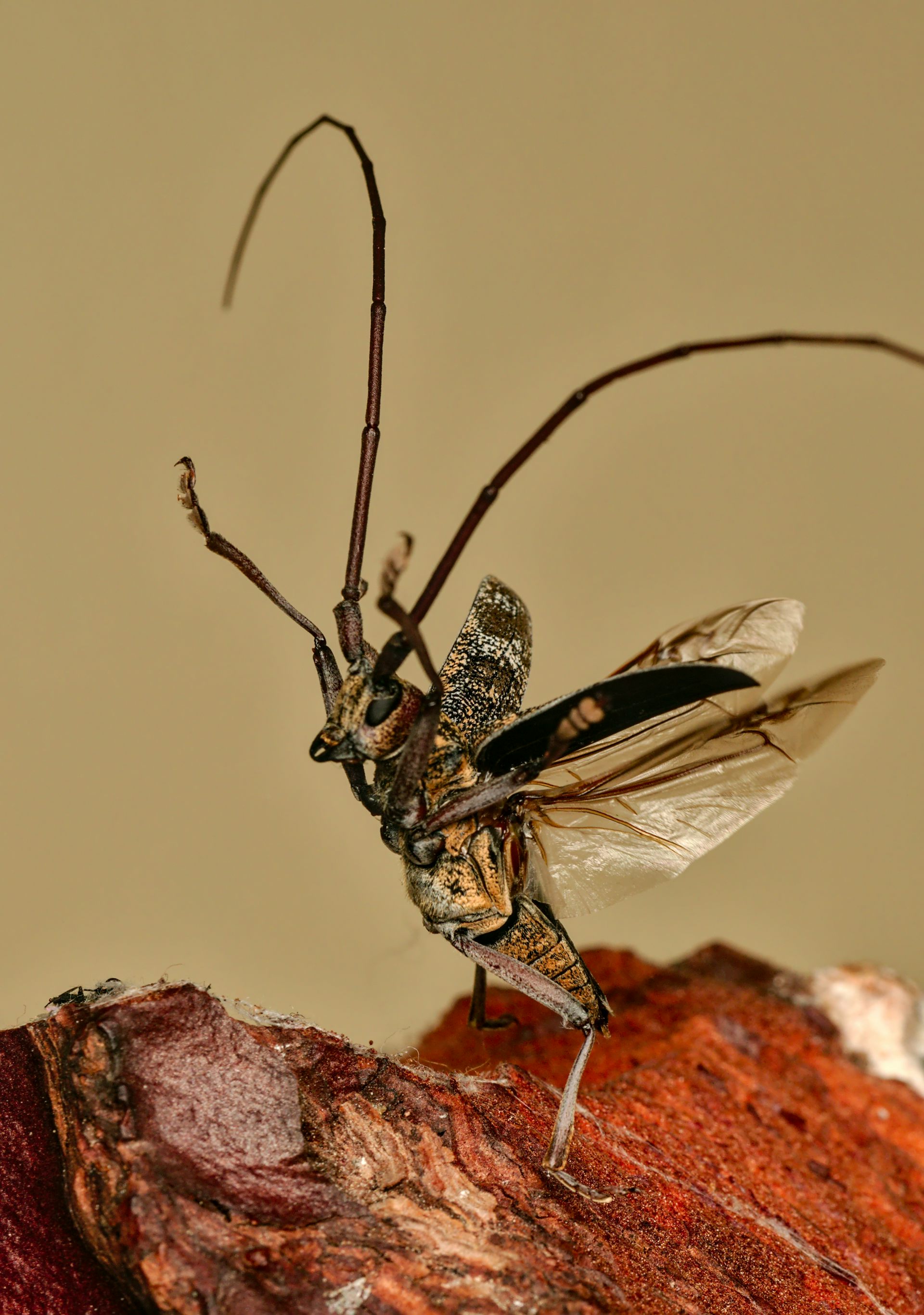 Monochamus galloprovincialis (adulte mâle) prêt à s’envoler