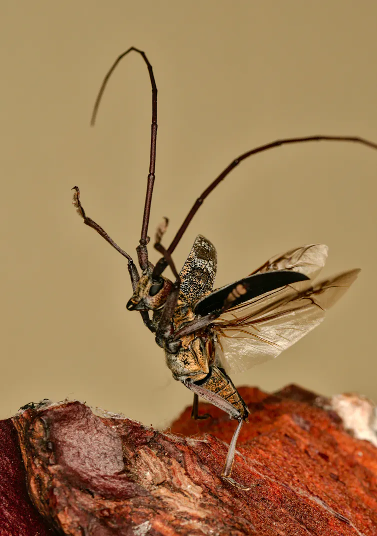 Pine nematode, the feared globe 2 Monochamus galloprovincialis (adult male) ready to fly