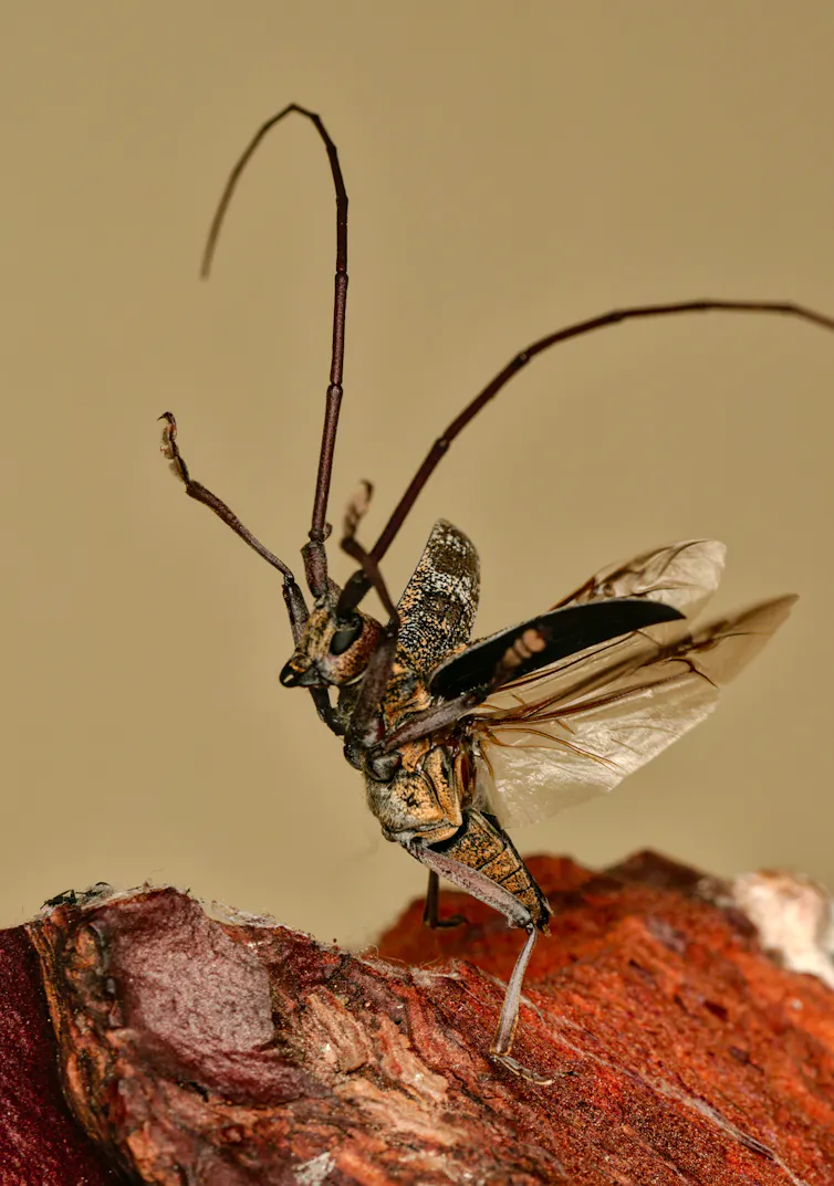 Monochamus galloprovincialis (adulte mâle) prêt à s’envoler