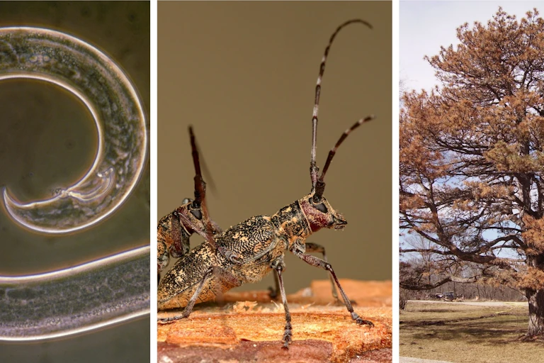 Un nématode du pin _Bursaphelenchus xylophilus_ mâle, un _Monochamus galloprovincialis_, l'insecte vecteur de la maladie du flétrissement, et un pin desséché.