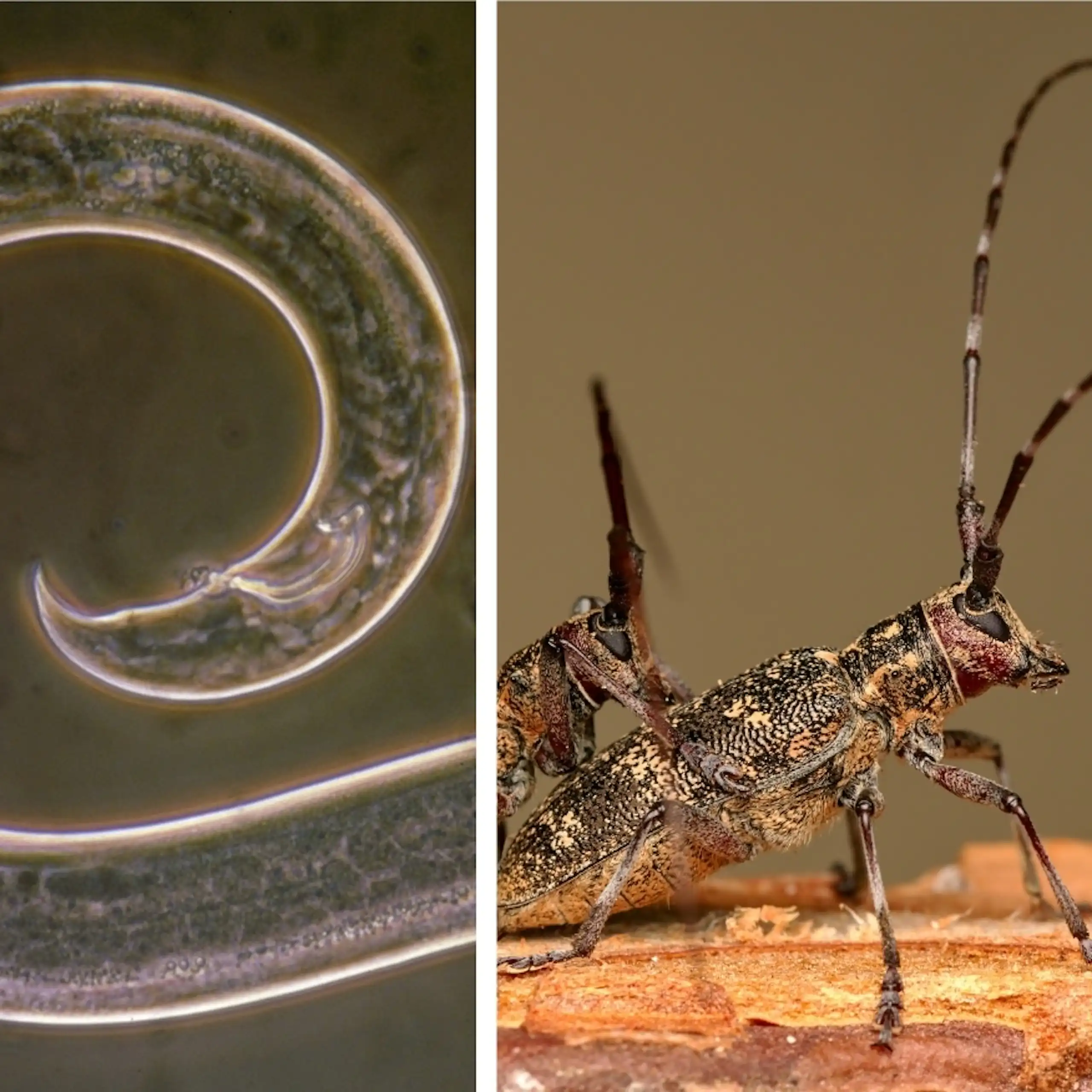 Un nématode du pin _Bursaphelenchus xylophilus_ mâle, un _Monochamus galloprovincialis_, l'insecte vecteur de la maladie du flétrissement, et un pin desséché.