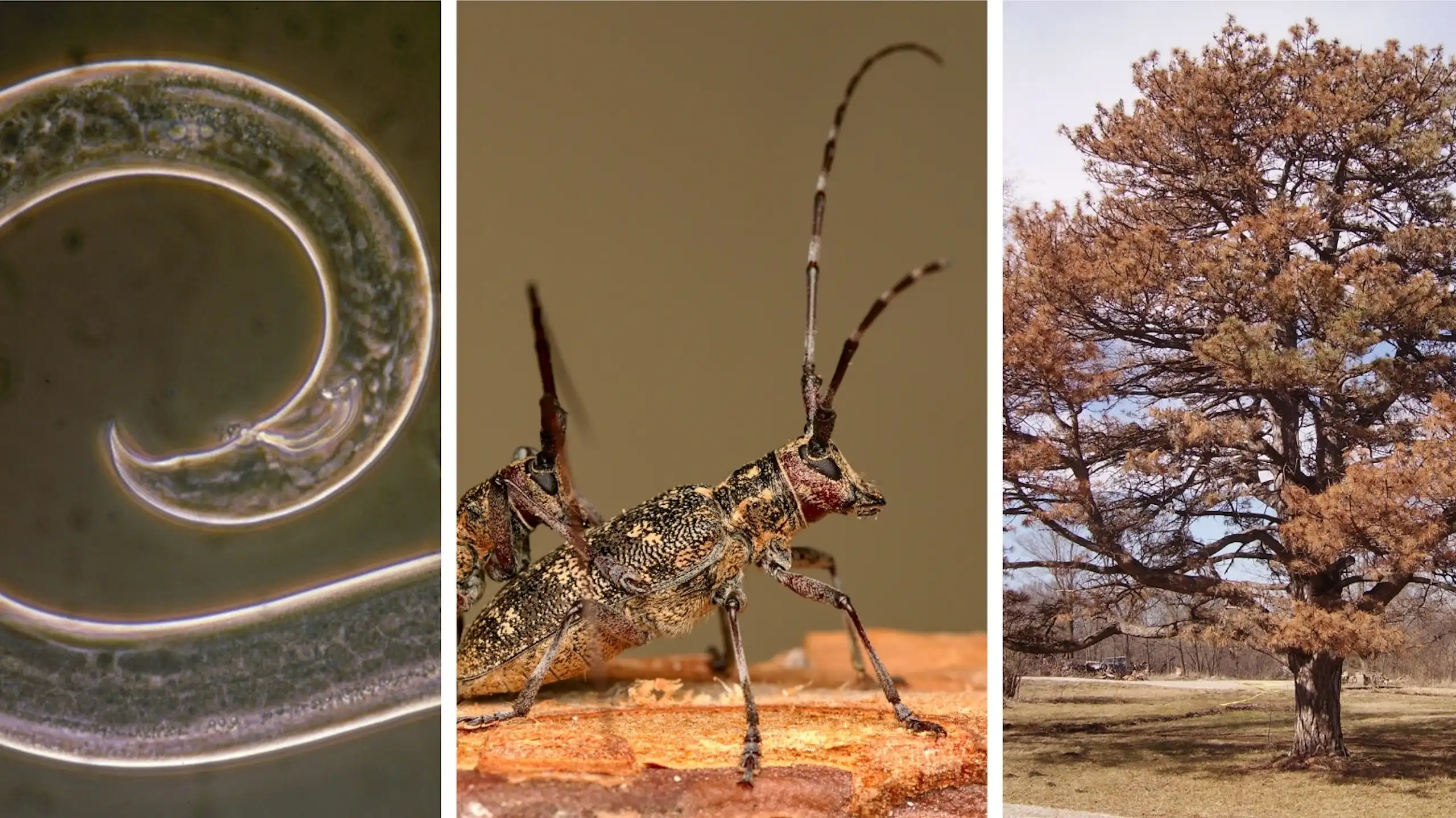 Un nématode du pin _Bursaphelenchus xylophilus_ mâle, un _Monochamus galloprovincialis_, l'insecte vecteur de la maladie du flétrissement, et un pin desséché.
