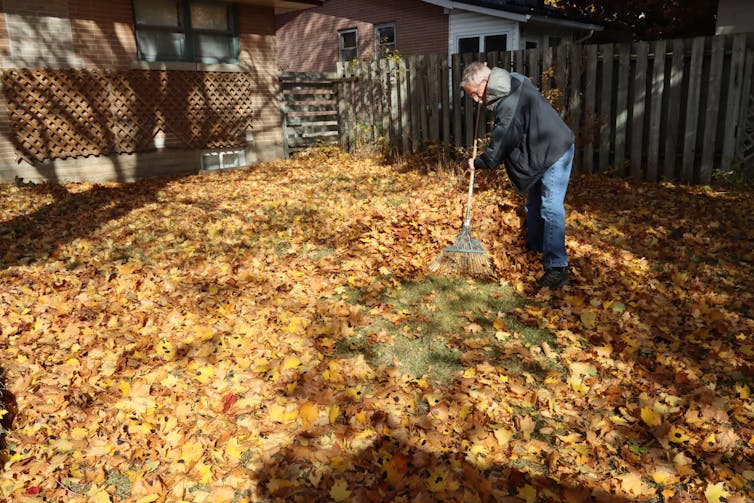 A man rakes leaves.