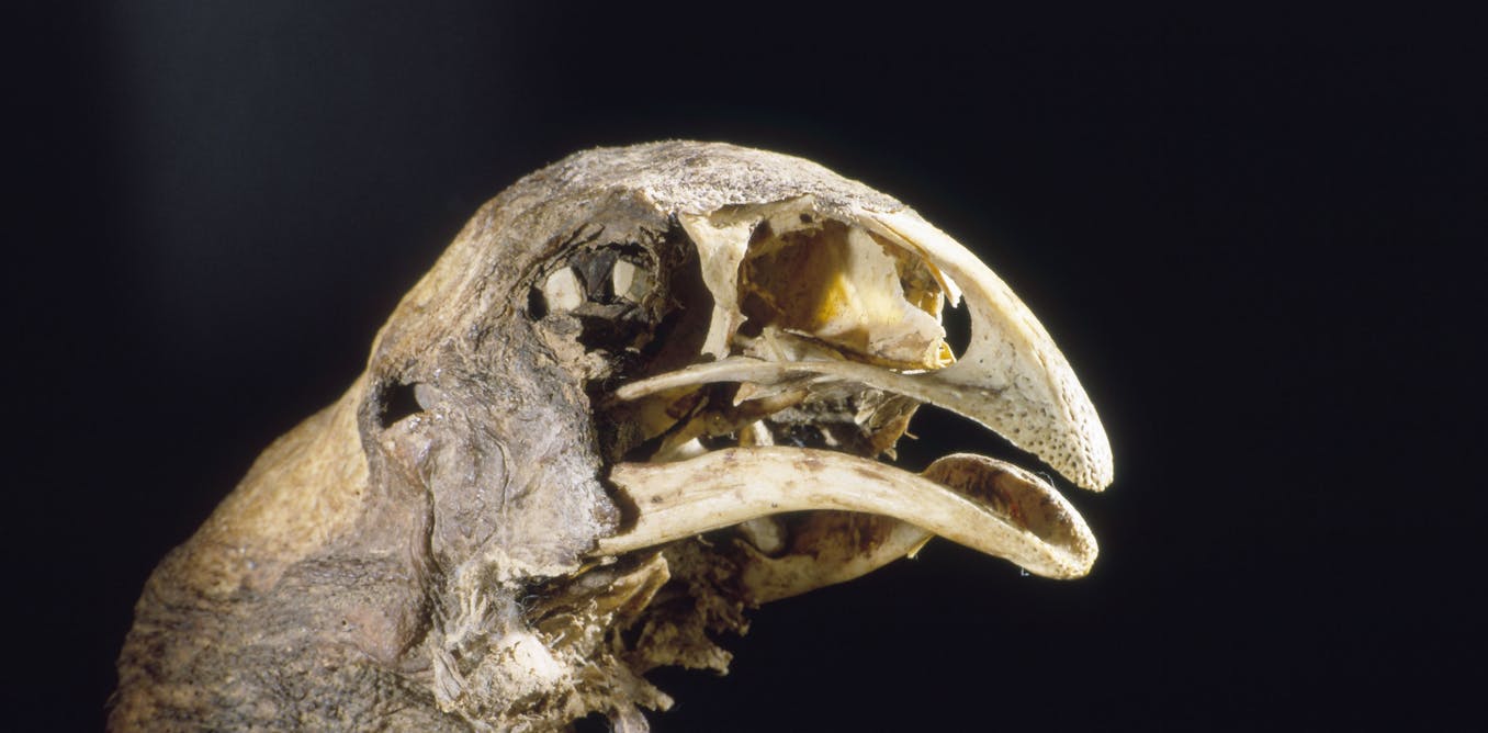 Moving Beyond the Blame Game: A Path to Saving New Zealand’s Native Species Moving Beyond the Blame Game: A Path to Saving New Zealand’s Native Species