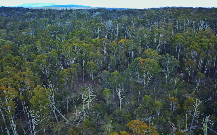 Are we able to stay Australia’s endangered alpine ash at the map? New modelling presentations the place to focal point our efforts Are we able to stay Australia’s endangered alpine ash at the map? New modelling presentations the place to focal point our efforts