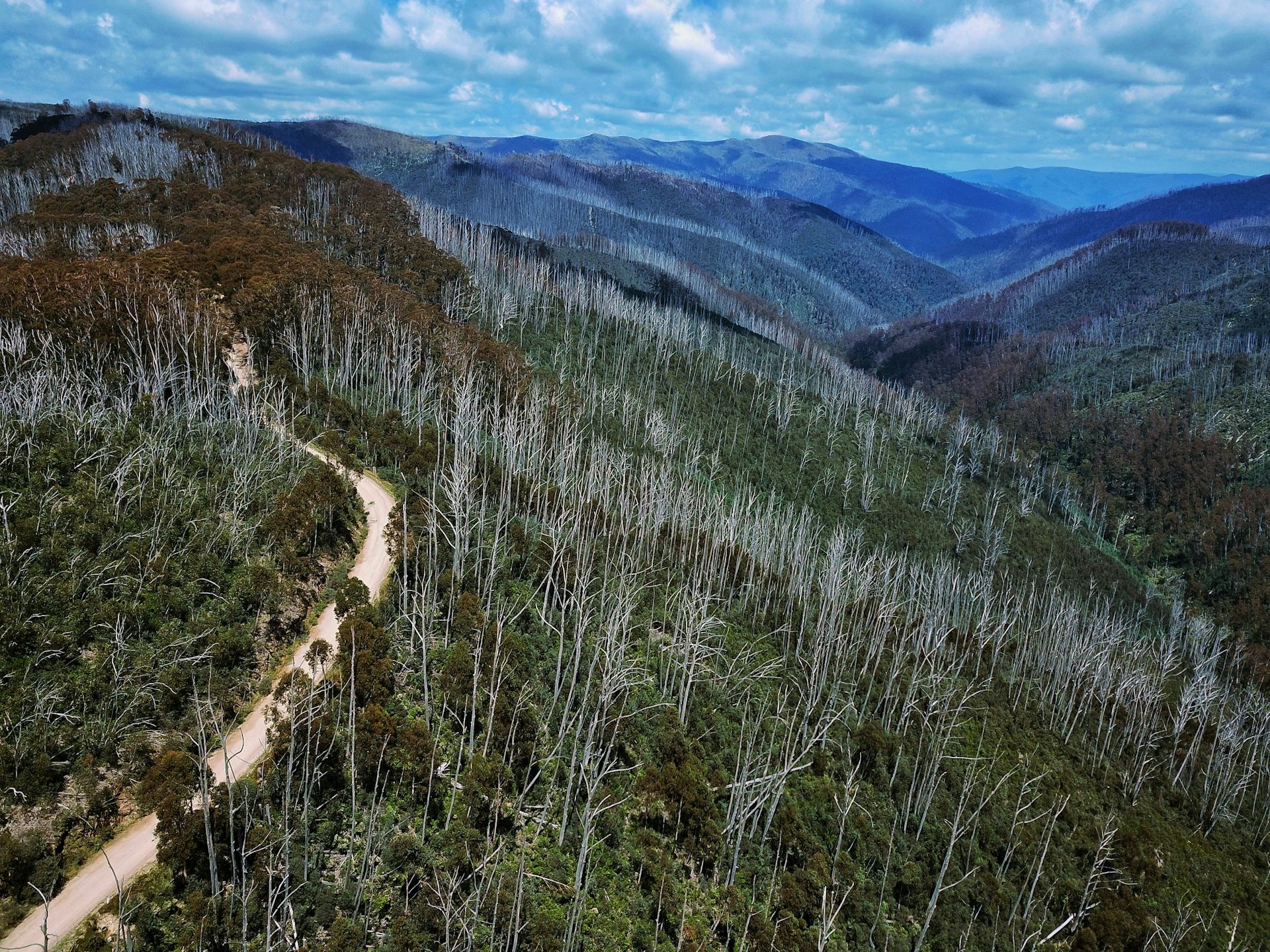 Can we keep Australia’s endangered alpine ash on the map? New modelling shows where to focus our efforts