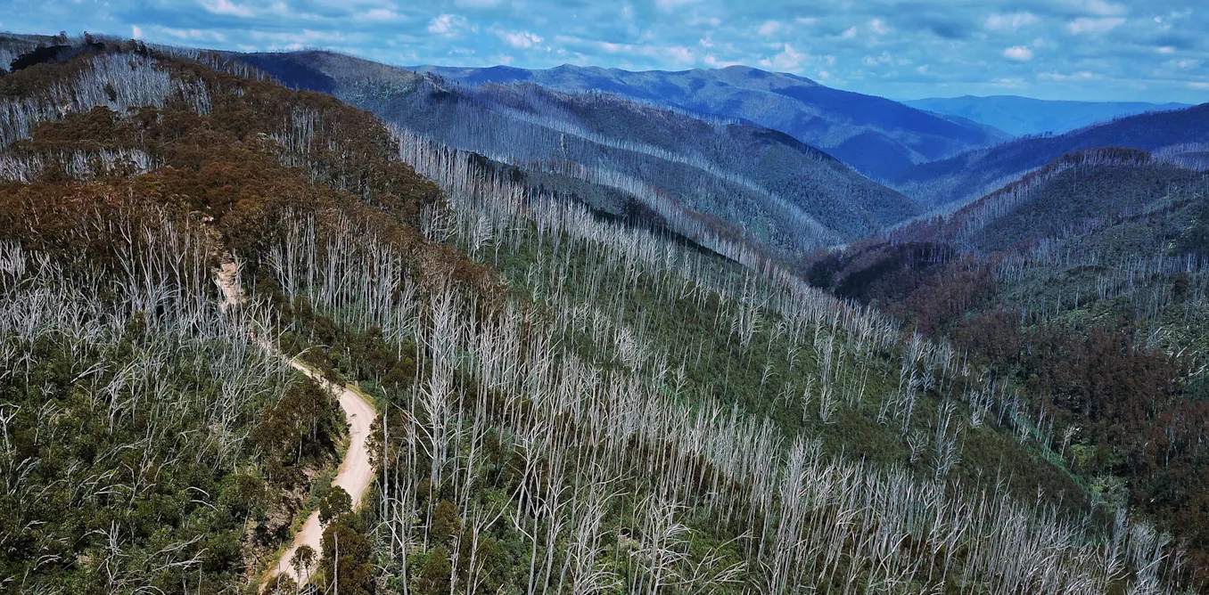 Can we keep Australia’s endangered alpine ash on the map? New modelling shows where to focus our efforts Can we keep Australia’s endangered alpine ash on the map? New modelling shows where to focus our efforts