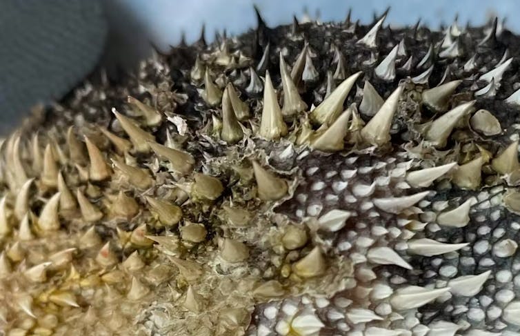 close-up image of spiky skin of a bearded dragon with an infection.