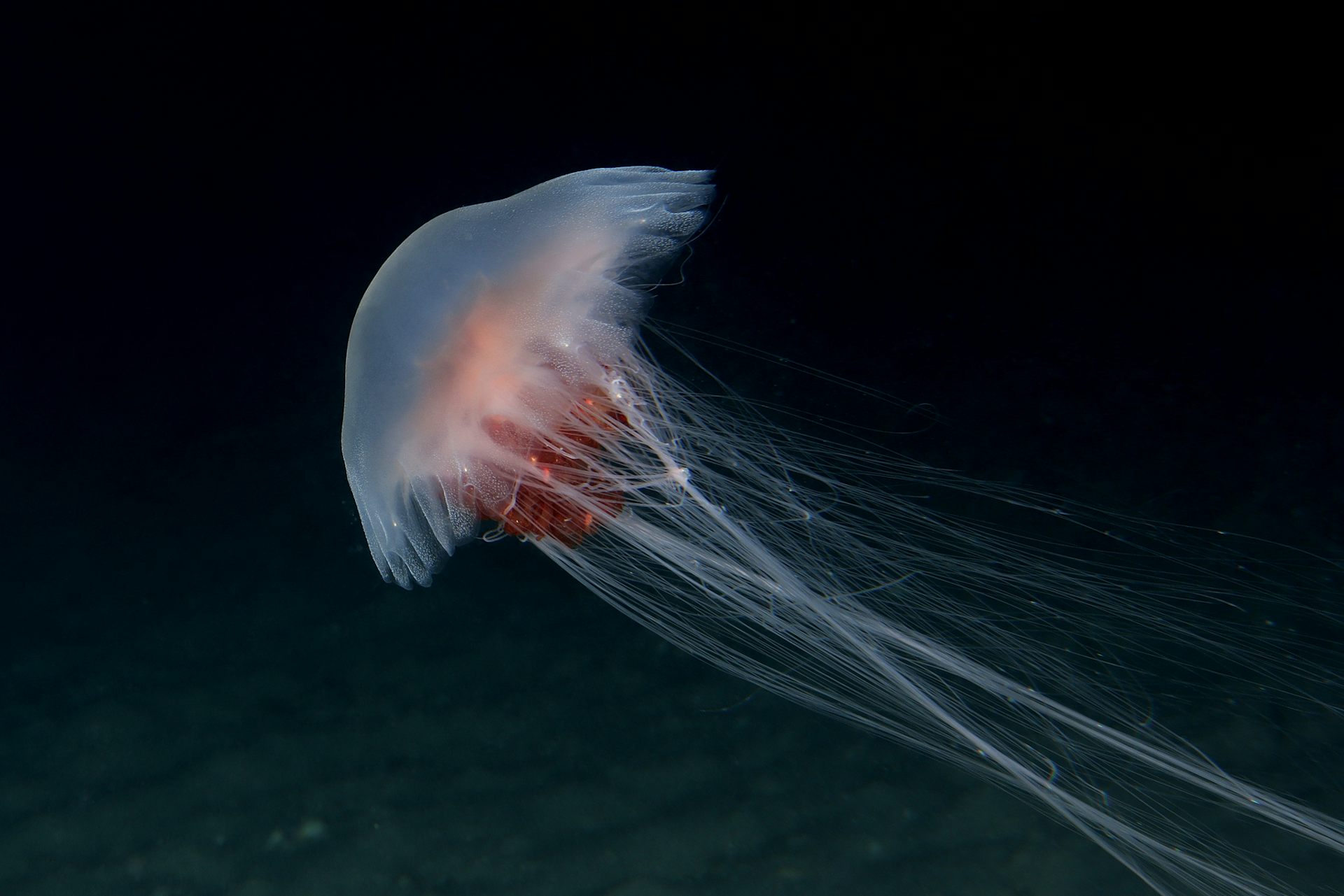Swum into a jellyfish bloom recently? Here’s what may have triggered it