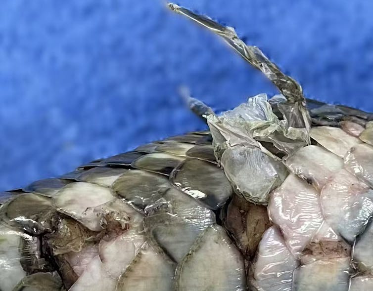 close-up of a sick snake's scales infected by a fungal disease