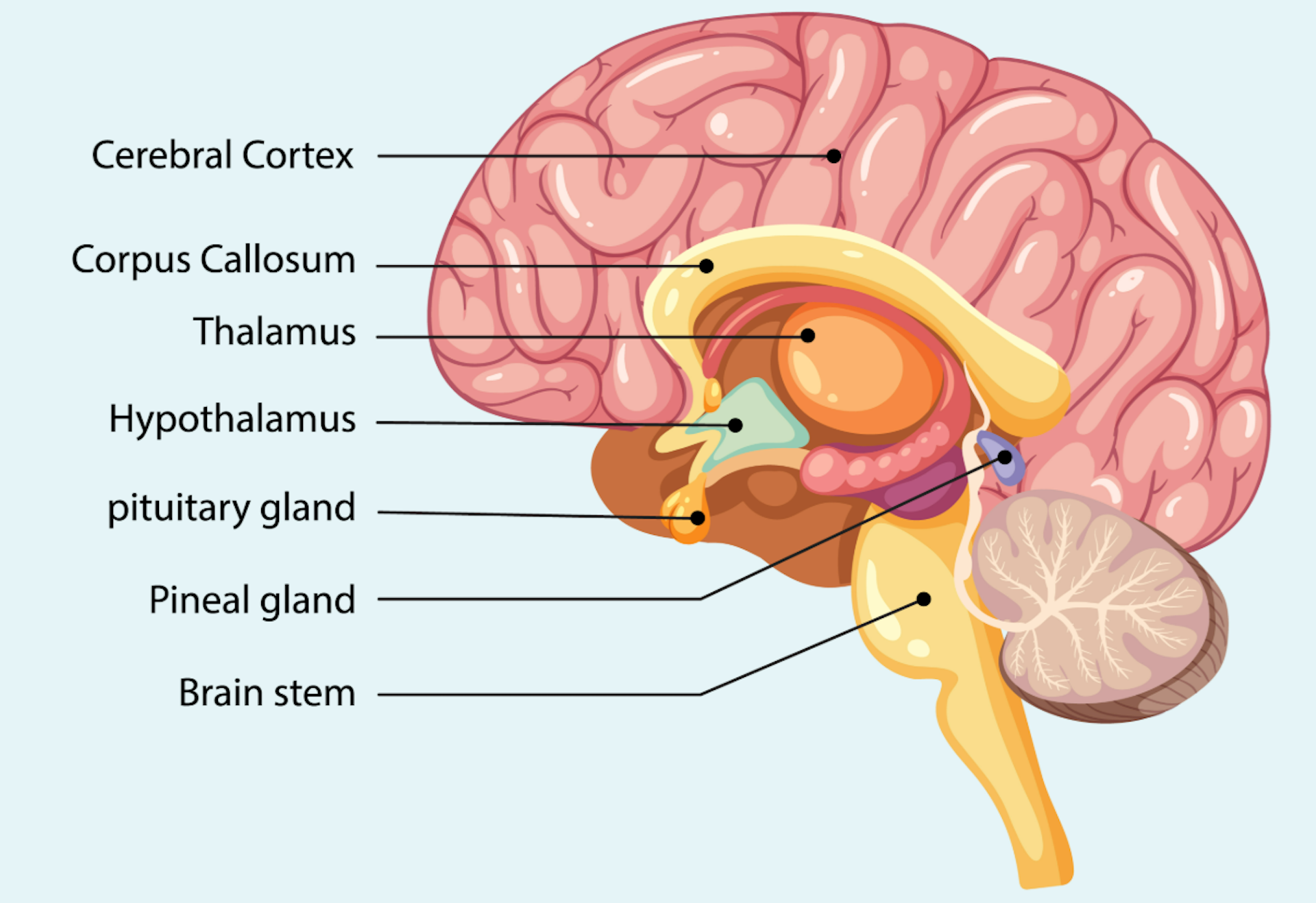 Graphic showing the regions of the brain