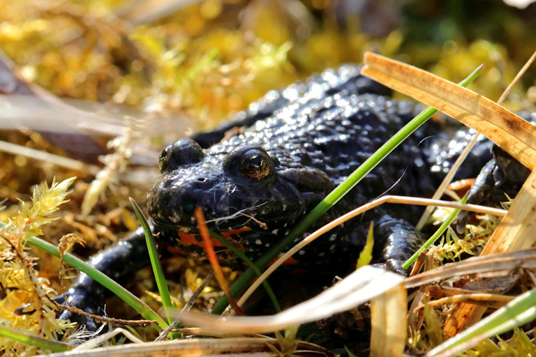 A small black frog with red markings on its underbelly sitting in wet grass.