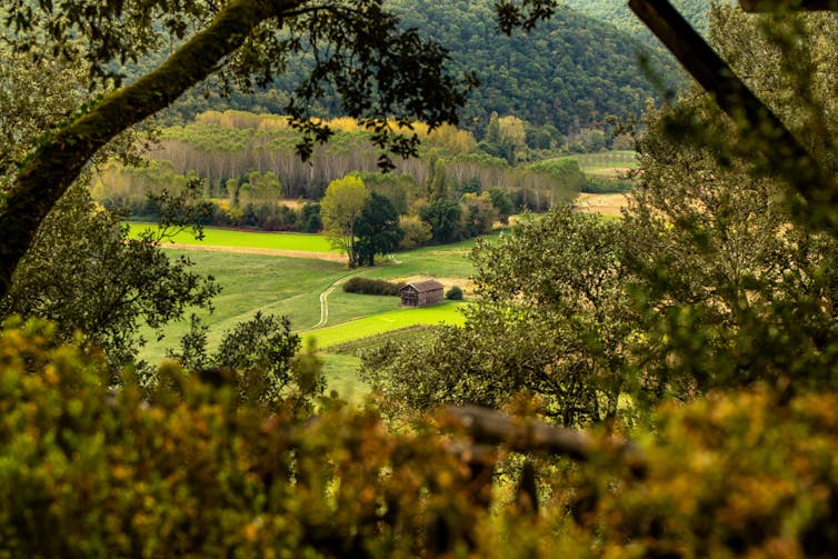 wooded landscape with crops on farmland